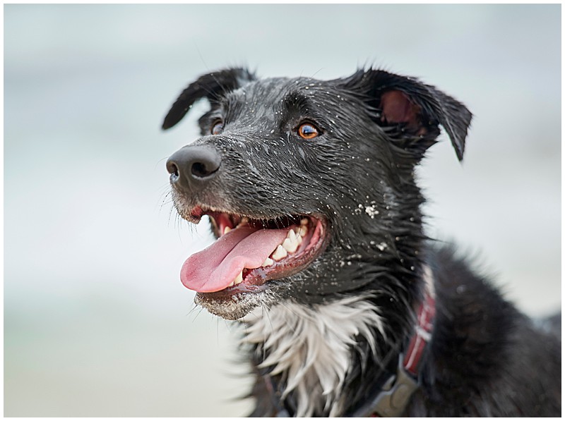 Wet dog at beach, showing winter light, diffused light, pet photography, dog photography