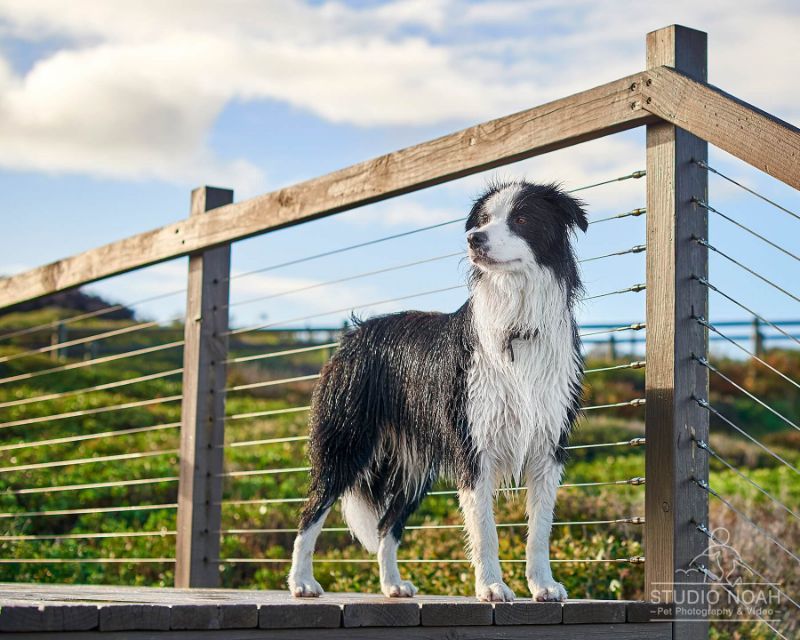 are border collies fence jumpers