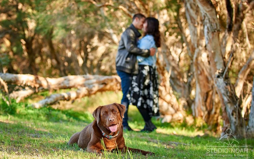 Are You A Chocolate Labrador fan? Meet Chief!