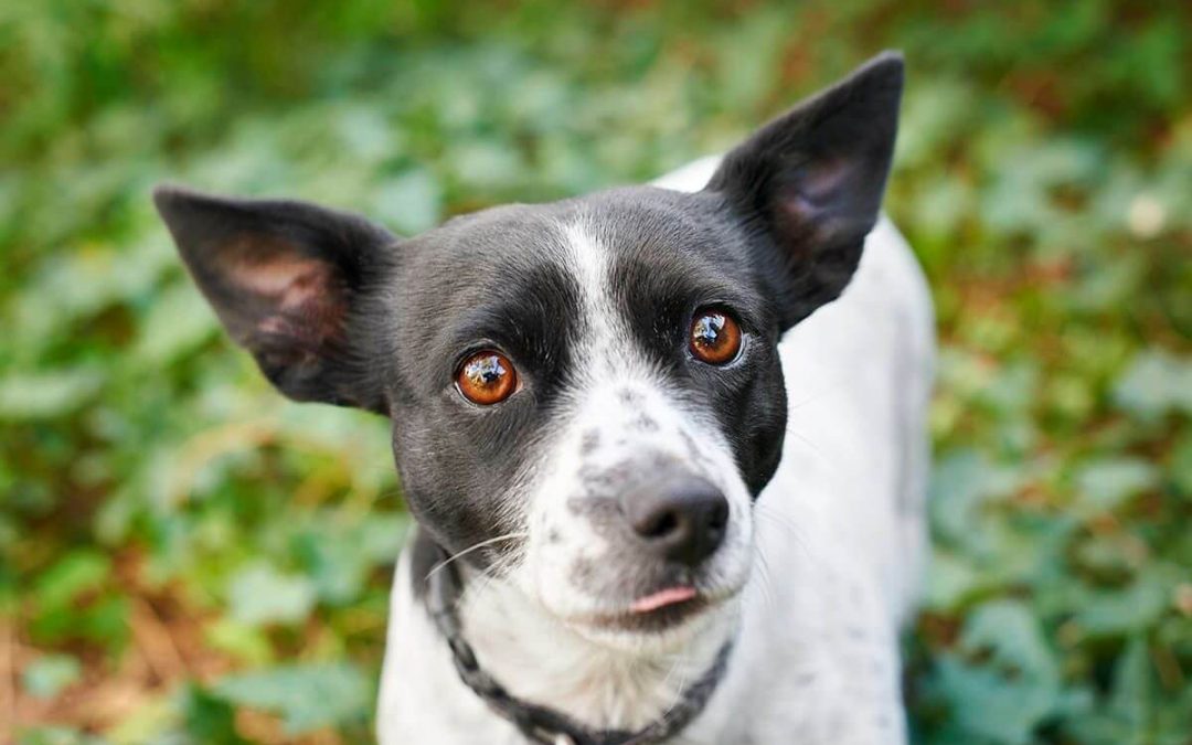 Think photographing a rescue dog is hard? Meet Peppi!