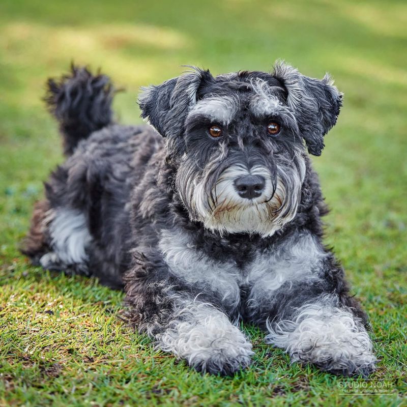 are miniature schnauzers cuddly