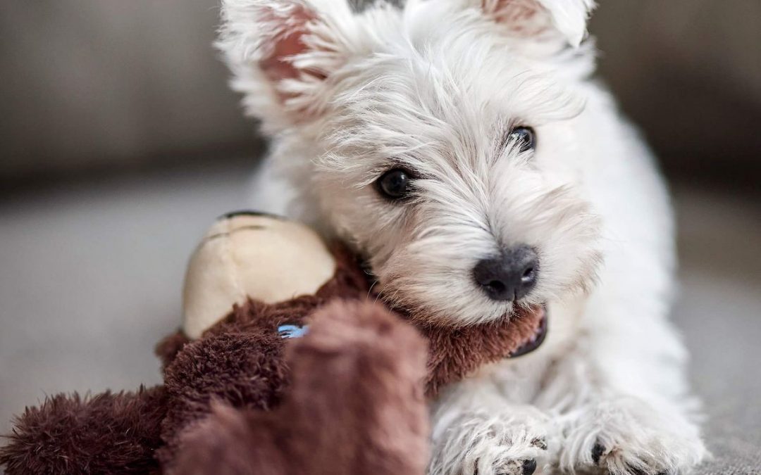Puppy Alert! Meet Westie Nat “Fyfey” Fyfe