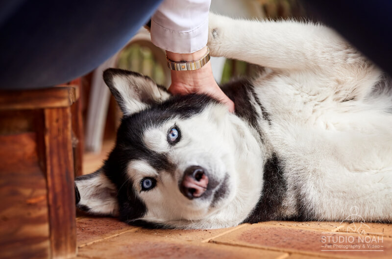 Black and white husky receives behind the ear scratches from owner 