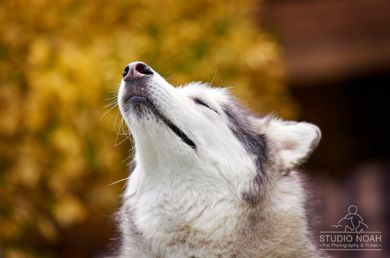 Malamute sniffs the air with eyes closed during pet photo shoot