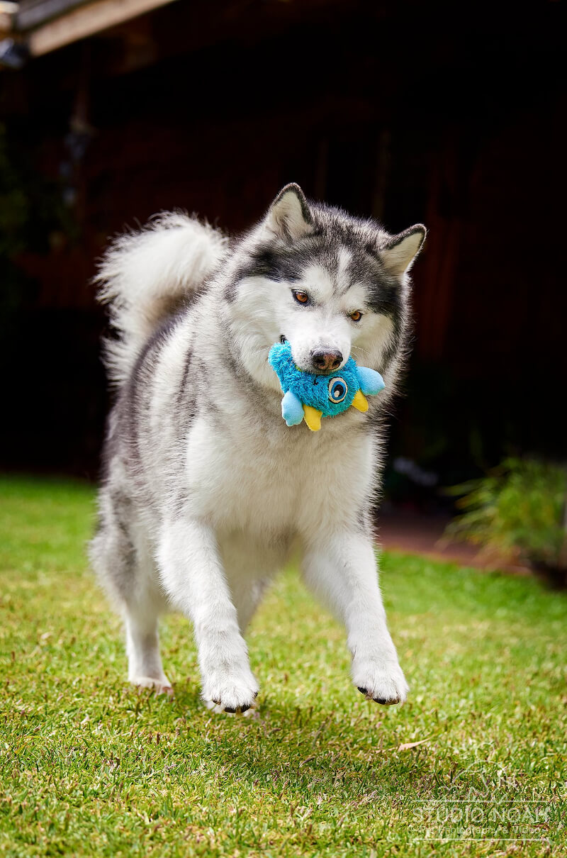 Grey and white malamute prances through garden with toy in it's mouth